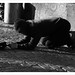 Charles Flanagan Photo 37
