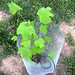 Andrew Plant Photo 30