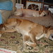 Ginger Gunter Photo 24