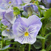 Pat Haskell Photo 10