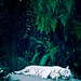 Shawn White Photo 17