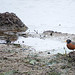 Robin Slough Photo 13