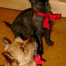 Ellen Pray Photo 4