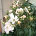 Bud Holmes Photo 11