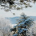 Virginia Roberson Photo 15