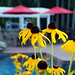 Susan Clow Photo 6