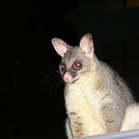 Robert Peller Photo 16