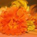 Patricia Flowers Photo 15