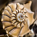Marie Shell Photo 8
