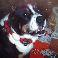 Deborah Moller Photo 5