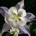 Eliza Gray Photo 14