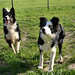 Sue Franks Photo 14