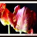 Ruby Bloom Photo 12