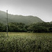 Po Lai Photo 18