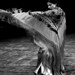 Annette Bailes Photo 9