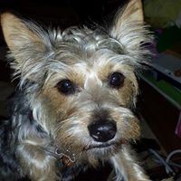 Theresa Rizzo Photo 11