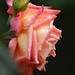 Rose Holland Photo 25