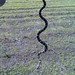 Collie Young Photo 6
