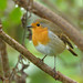 Robin Mead Photo 10