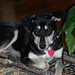 Rachel Huskey Photo 11
