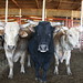 Jan Bull Photo 4