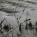 Virginia Reed Photo 21