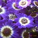 Albert Flowers Photo 23