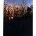 Alfred Fuller Photo 11