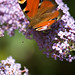 Andrew Peacock Photo 28