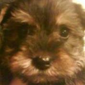 Joyce Moyer Photo 11