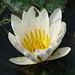 Flor Laos Photo 11