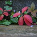 Virginia Ivy Photo 12