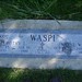 Dorothy Wayne Photo 13