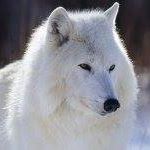 Joy Wolf Photo 9