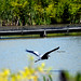Darryl Howell Photo 12