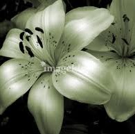 Kelly Cartwright Photo 49
