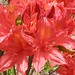 Joan Lawson Photo 16