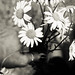 Amy Klassen Photo 16