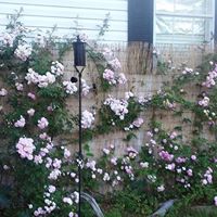Lisa Ishee Photo 7