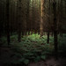 Scott Hoeft Photo 15