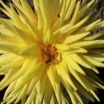 Terry Simpson Photo 23