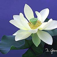 Carol Duryea Photo 7