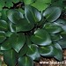 Devon Green Photo 27