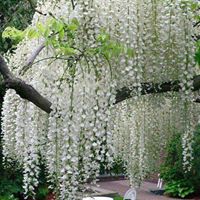 Carol Martz Photo 22