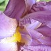 Jeanine Rogers Photo 20