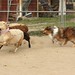Renee Wilson Photo 15