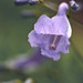 Lewis Wills Photo 17