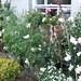 Frances Parsley Photo 5