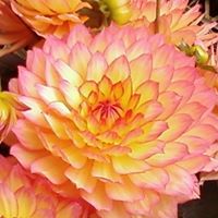 Susan Sage Photo 8