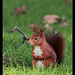 Gerry Romano Photo 4